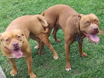 American Staffordshire Bull Terrier – Fiona Summersides