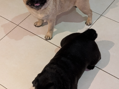 Pug – Albion Park
