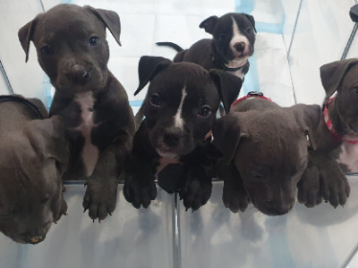 American Staffordshire Bull Terrier – Chambers Flat