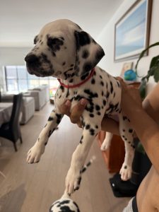 Dalmatian – Melbourne