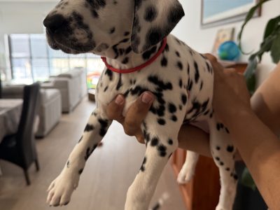 Dalmatian – Melbourne