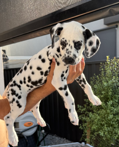 Dalmatian – Melbourne