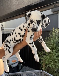 Dalmatian – Melbourne