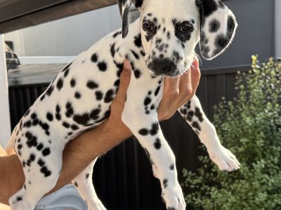 Dalmatian – Melbourne