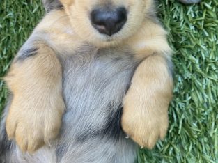 Dachshund – Doncaster