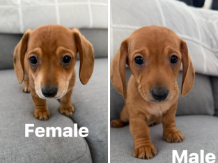 Dachshund – Gosford