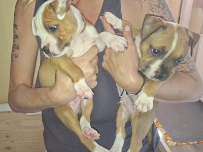 Staffordshire Bull Terrier – Wards River