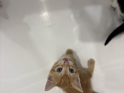 Other Cats – Bankstown