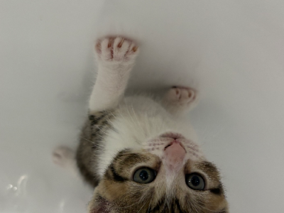 Other Cats – Bankstown