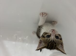 Other Cats – Bankstown