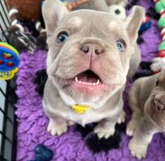French Bulldog – Rosebery