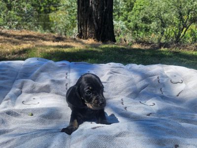 Dachshund – Augathella