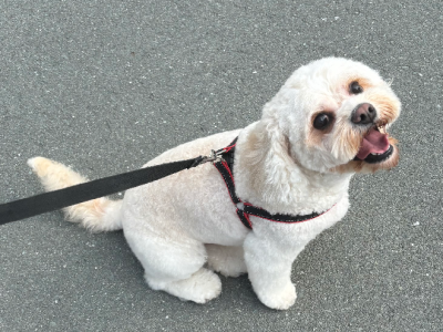 Bichon Frise – Gold Coast
