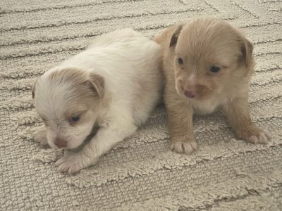 Maltese – Greystanes