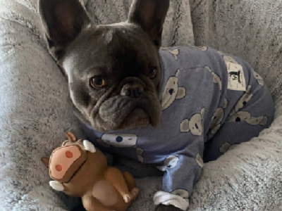 French Bulldog – Hornsby