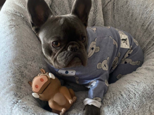 French Bulldog – Hornsby