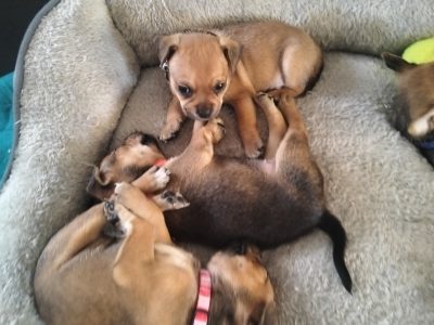 Jack Russell – Mascot