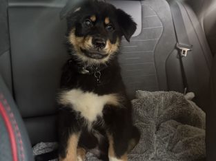 Alaskan Malamute – Werribee