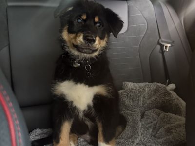 Alaskan Malamute – Werribee