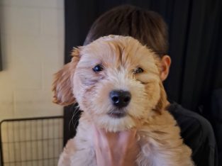 Shih Tzu – Bentley Park