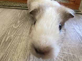 Guinea Pig – Baldivis