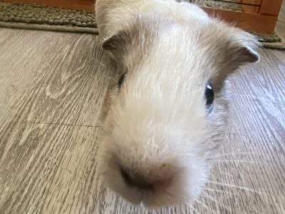 Guinea Pig – Baldivis