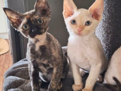 Devon Rex – Gippsland