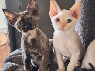 Devon Rex – Gippsland