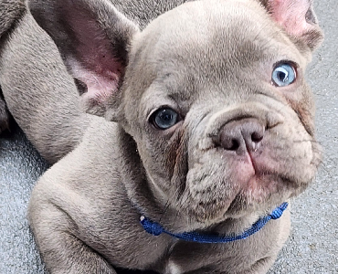 French Bulldog – Rutherford