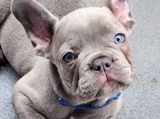 French Bulldog – Rutherford