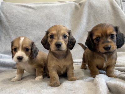 Miniature Dachshund – Wagga Wagga