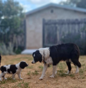Border Collie – Baynton