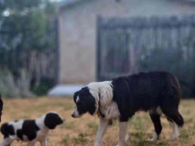 Border Collie – Baynton