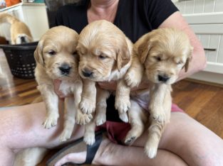 Golden Retriever – Bonnie Doon