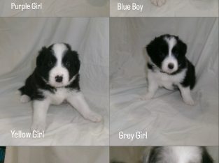 Border Collie – Albury