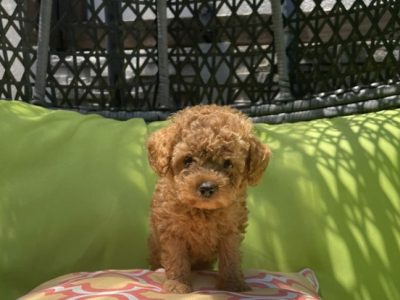 Toy Poodle – Berwick