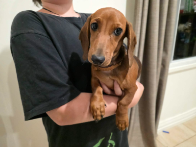 Dachshund – Bindoon