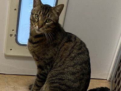 Domestic Short Hair (DSH) – Cherrybrook