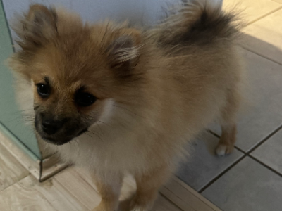 Pomeranian – Hurstville