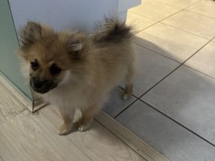 Pomeranian – Hurstville