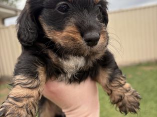 Dachshund – Ipswich