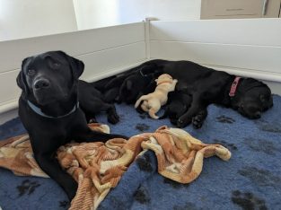 Labrador Retriever – Botanic Ridge