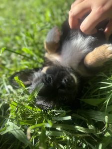 Chihuahua – Maryborough