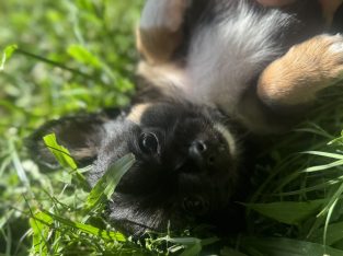 Chihuahua – Maryborough