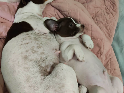 Chihuahua – Sun Valley