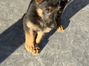 German Shepherd – Oakford