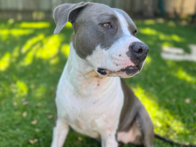 Dogs – Coffs Harbour