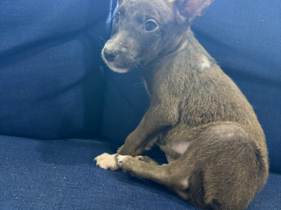 Staffordshire Bull Terrier – Austral