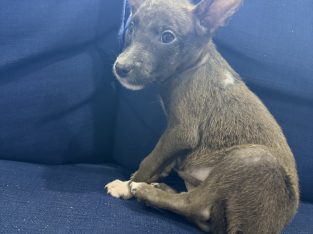 Staffordshire Bull Terrier – Austral