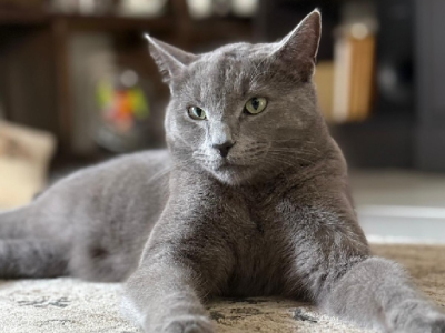 Domestic Short Hair (DSH) – Berwick